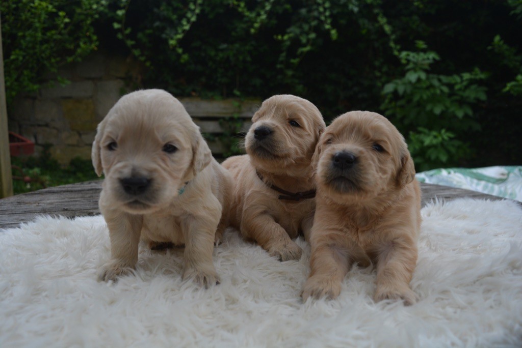 chiot Golden Retriever du dolmen de laye