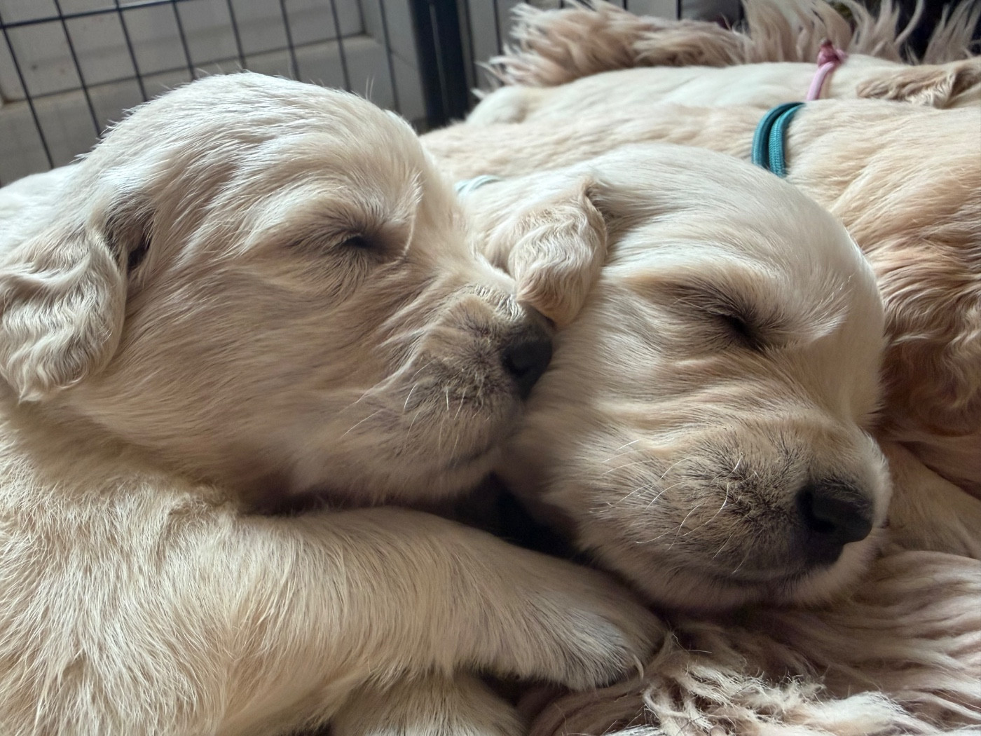 du dolmen de laye - Chiots disponibles - Golden Retriever