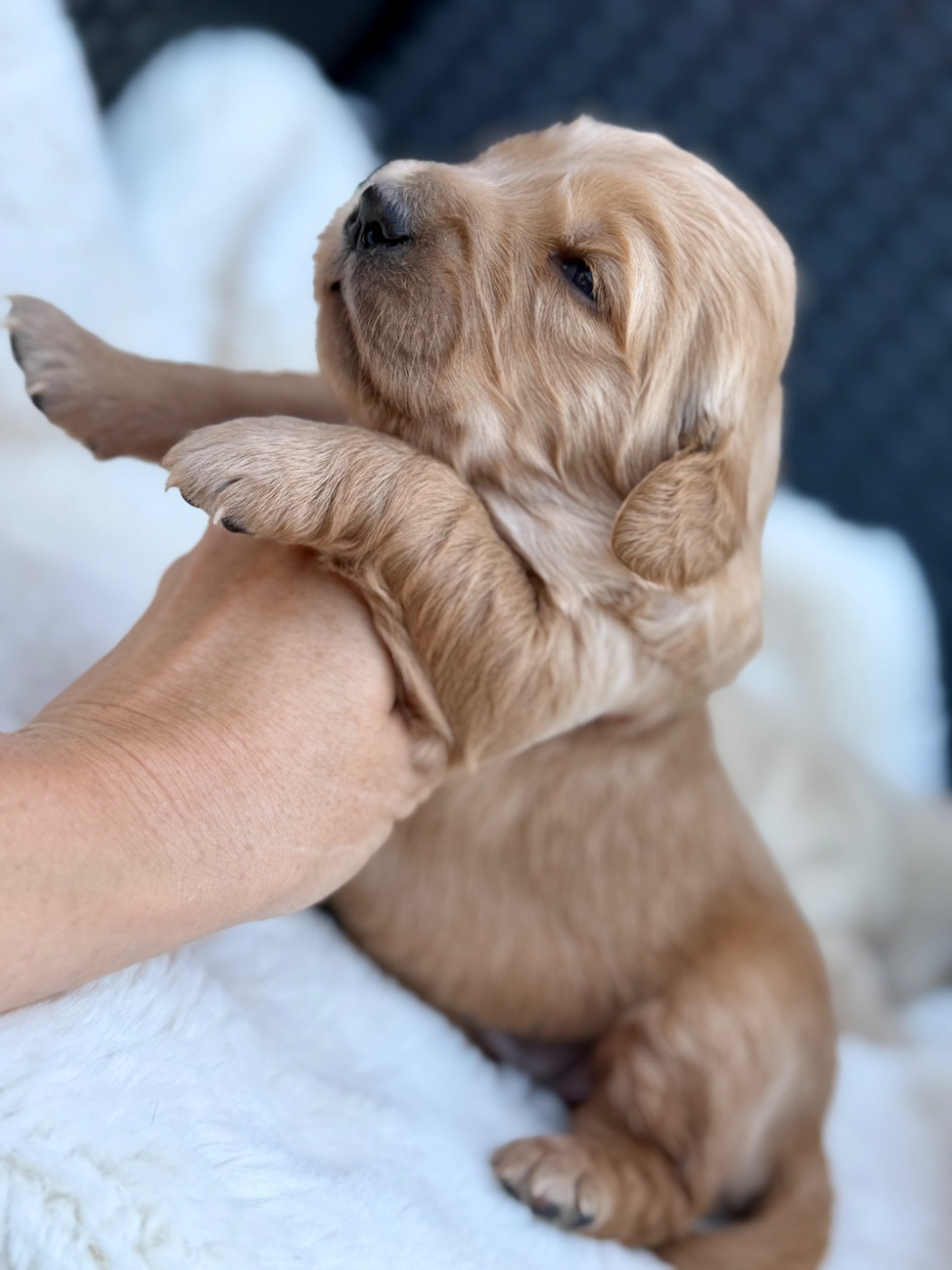 du dolmen de laye - Chiots disponibles - Golden Retriever