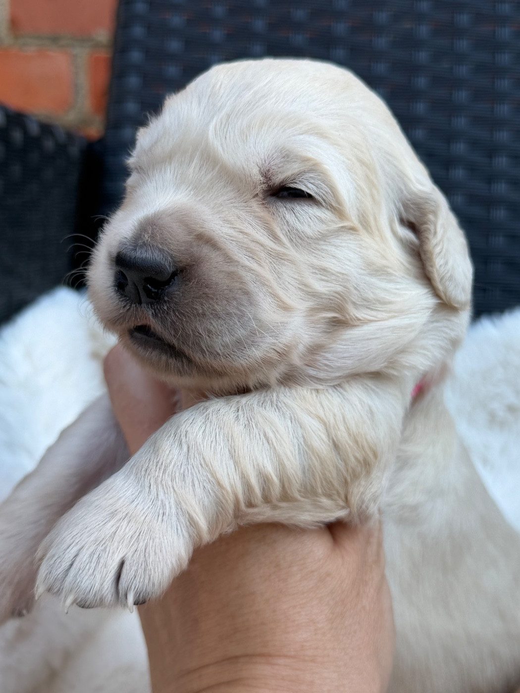 du dolmen de laye - Chiots disponibles - Golden Retriever