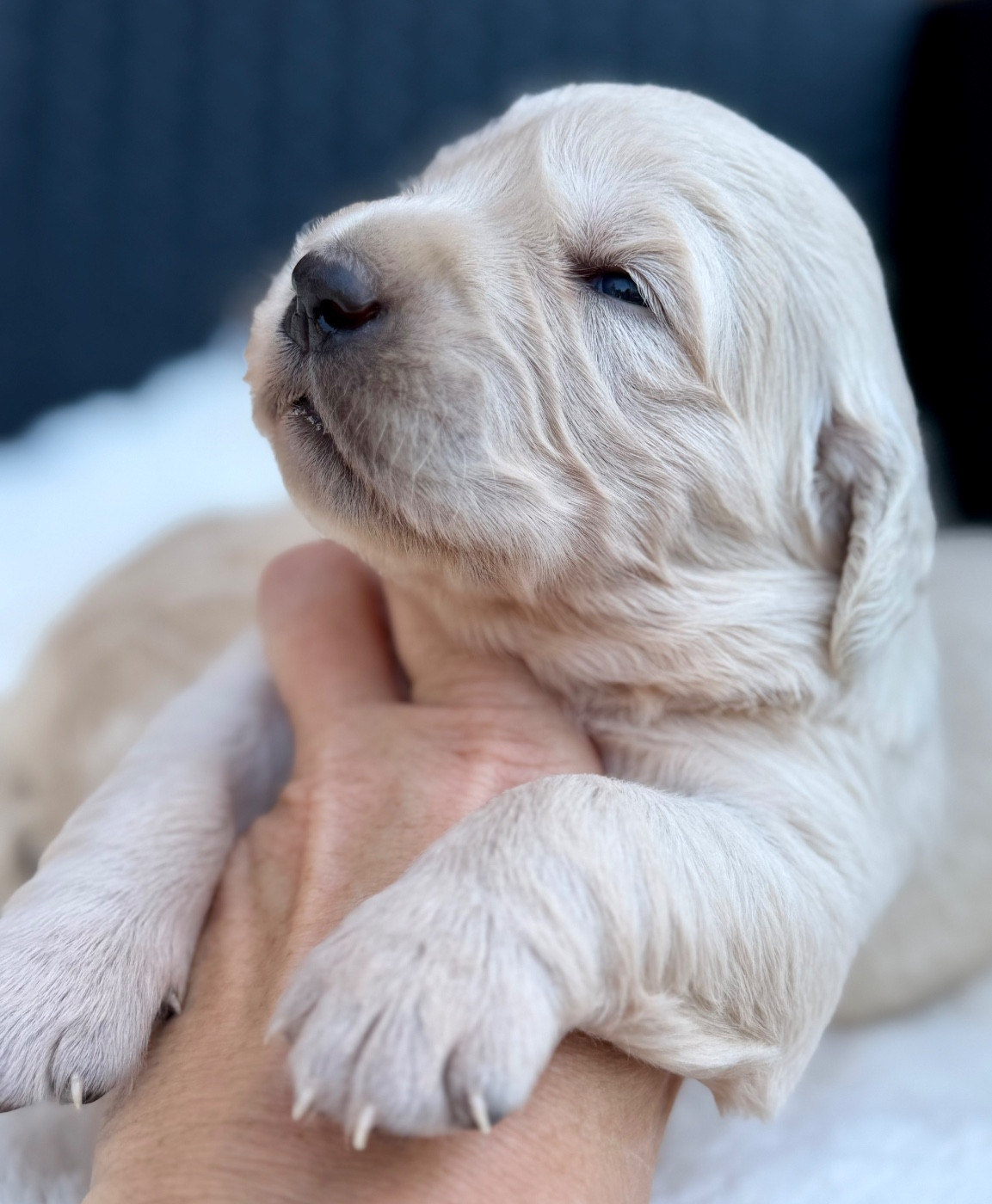 du dolmen de laye - Chiots disponibles - Golden Retriever