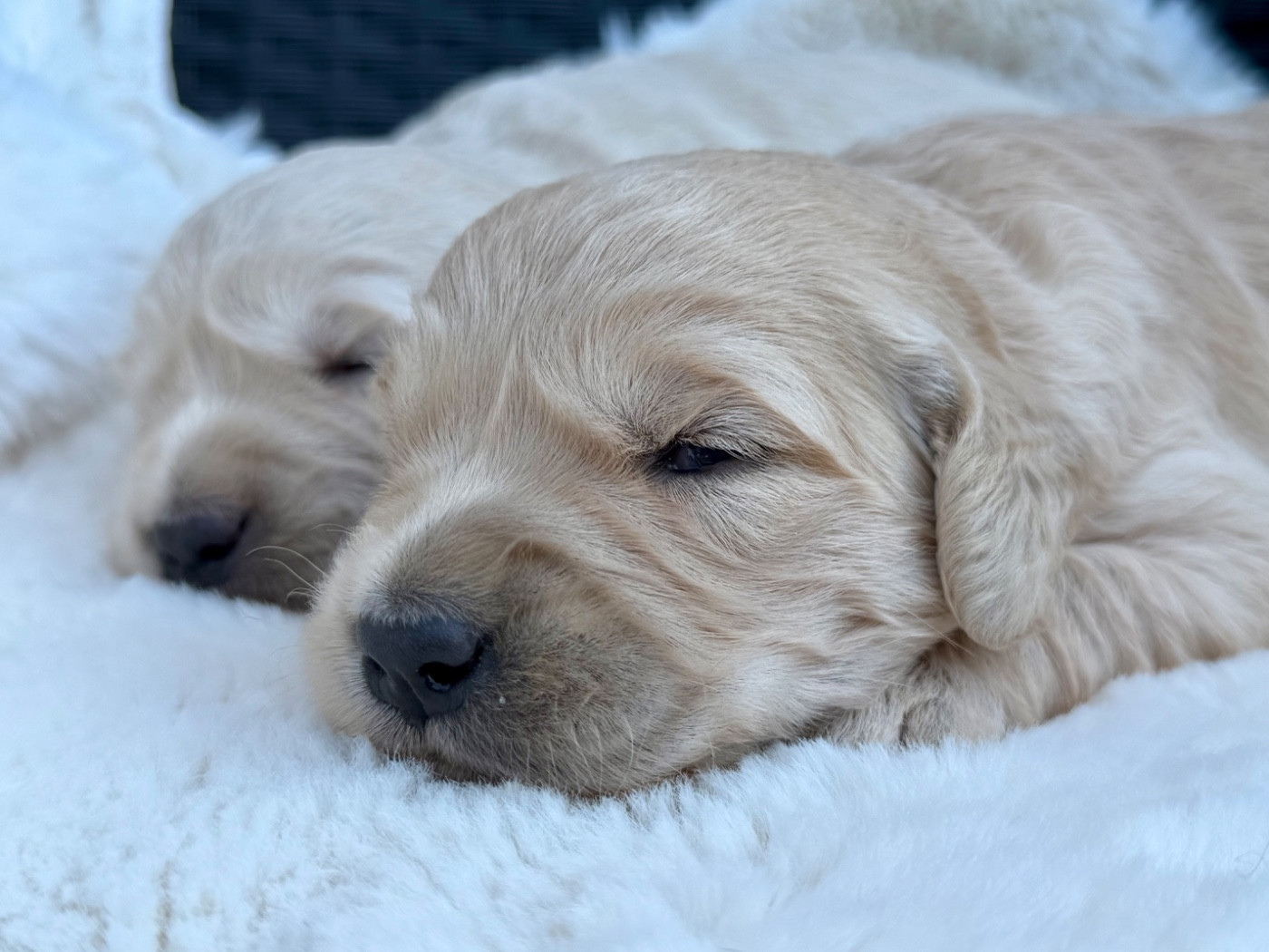 du dolmen de laye - Chiots disponibles - Golden Retriever