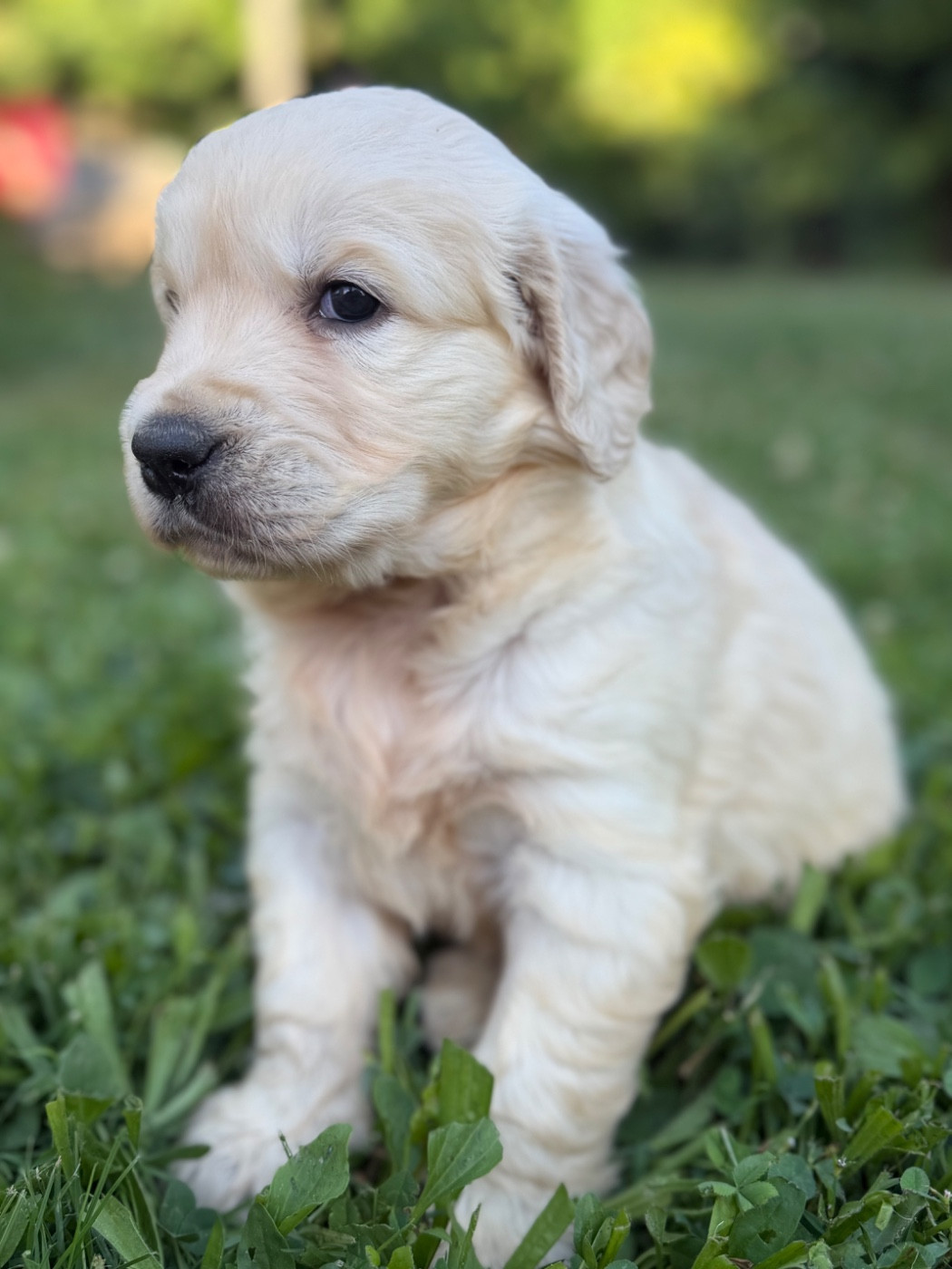du dolmen de laye - Chiots disponibles - Golden Retriever