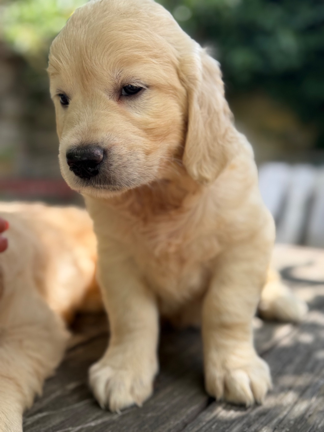 du dolmen de laye - Chiots disponibles - Golden Retriever