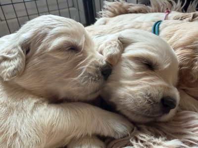 CHIOT 5