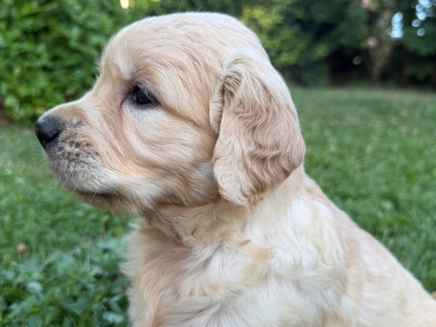 Chiot N°3